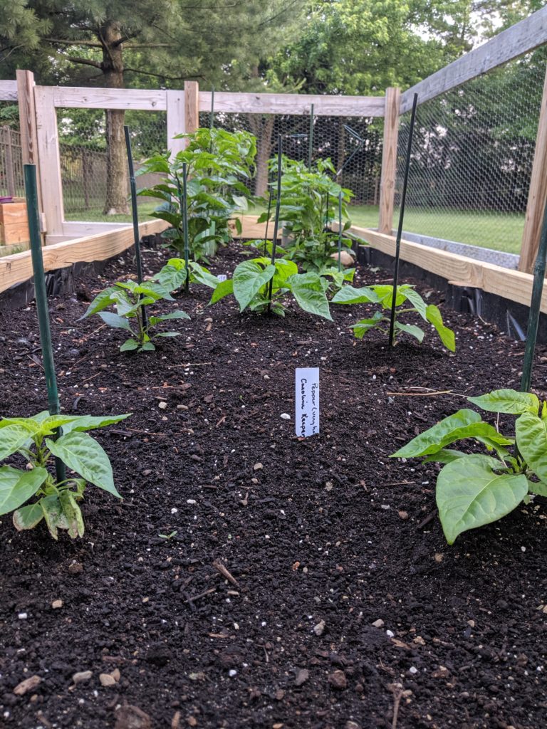 Carolina Reaper, ghost peppers, habaneros, habanadas and some yellow moruga scorpions at Fartley Farms