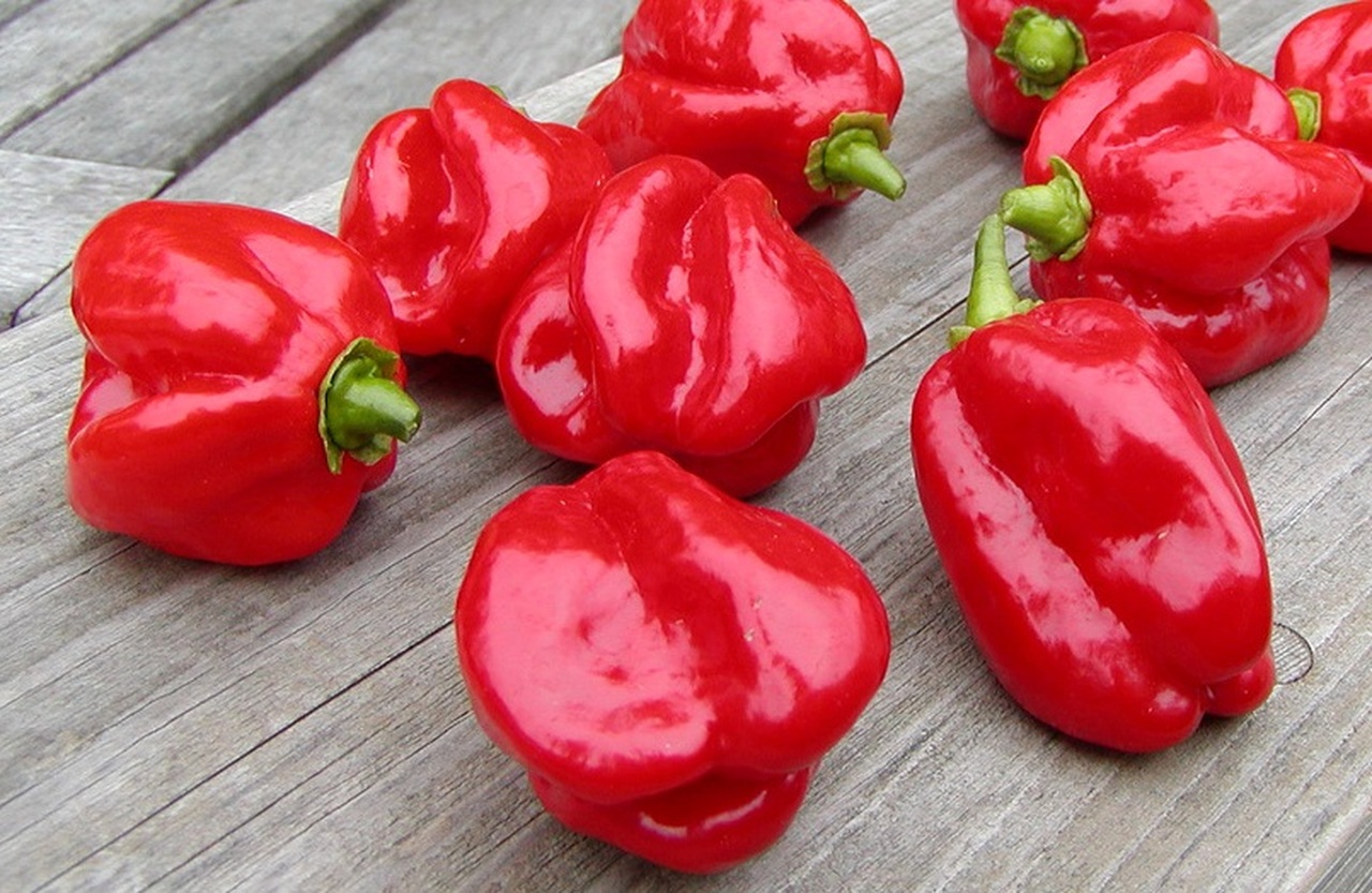 Caribbean Red Habanero Pepper Pthursday Hot Sauce by Fartley Farms